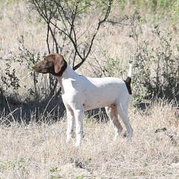 German Shorthaired Pointer and Vizsla All Grown Up from Big Country Kennels