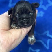 Kermit - Black and white male Cavatzu puppy in Saint Paul, Minnesota from Amy’s Puppy Tzu