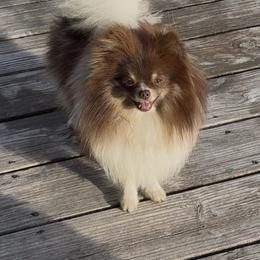 Channel - Pomeranian