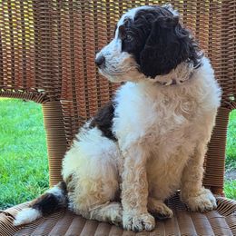 Betsy - Tri-color female Bernedoodle puppy in Aurora, Colorado from Simply Amazing Doodles