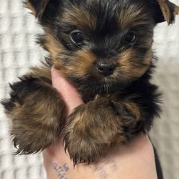 Buzz 1800 - Black and tan male Yorkshire Terrier puppy in Valdosta, Georgia from Sweet Georgia Yorkies