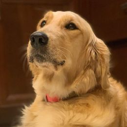 Dixie - Golden Retriever