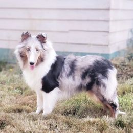 Ginny - Shetland Sheepdog