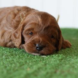Moss - Red male Cavapoo puppy in Springtown, Texas from North Texas Puppies
