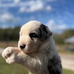 Onyx - Blue merle male Australian Shepherd puppy in Orlando, Florida from Skaky Shepherds