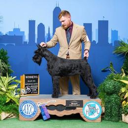 Sushi - Giant Schnauzer
