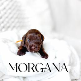 Morgana - Chocolate female Goldendoodle puppy in Springville, Utah from Happy Doodle