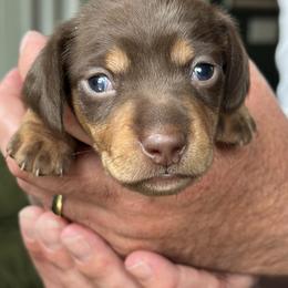 Harrison - Chocolate and tan male Dachshund puppy in Loxahatchee, Florida from Lazy Acres Farm & Long Back Ranch