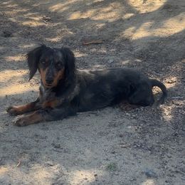 Rose - Dachshund