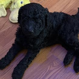 Heritage - green collar - Black female Poodle puppy in Lebanon, Ohio from Lucky's Legacy