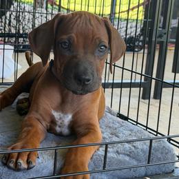 Champ - Rd whtn blk nose male Rhodesian Ridgeback puppy in Montgomery, Texas from Timber Ridge Kennels