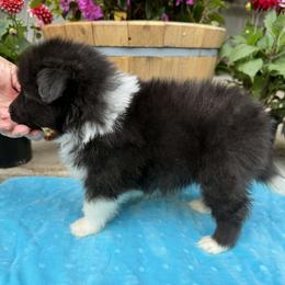 Boy 1 - Black and white male Shetland Sheepdog puppy in Deer Island, Oregon from Conestoga Shelties