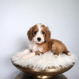 Oak - Red  male Goldendoodle puppy in Floyd, Virginia from Hearts and Paws Poodles and Doodles