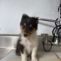 Boy 2 - Black white and tan male Collie puppy in Michigan from 7P Collies