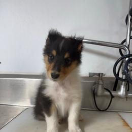 Boy 2 - Black white and tan male Collie puppy in Michigan from 7P Collies