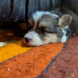 Pembroke Welsh Corgi Puppies from BROCKWAY CREEK CORGI'S