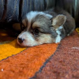 Pembroke Welsh Corgi Puppies from BROCKWAY CREEK CORGI'S