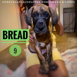 Bread - Brindle male Great Dane puppy in Columbus, Ohio from Von Schaaf Haus DuPree