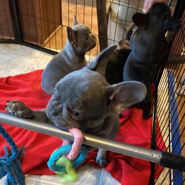 French Bulldog Puppies from French Bulldogs by Piper