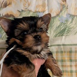 Kally - Black and tan female Yorkshire Terrier puppy in Gatesville, Texas from KontryKritterz Yorkies