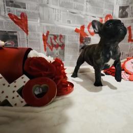 Midnight Roast - Brindle and white male French Bulldog puppy in Baytown, Texas from Le Grande Bulldogs