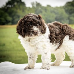 Springerdoodle Puppies from Evalina Miller's Spaniels