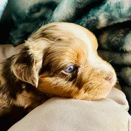 Nachos - Red merle male Miniature Australian Shepherd puppy in Hagerstown, Maryland from Renegade Kennels