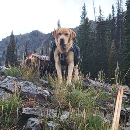 Labrador Retriever All Grown Up from White Mountain Kennels
