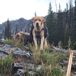 Labrador Retriever All Grown Up from White Mountain Kennels