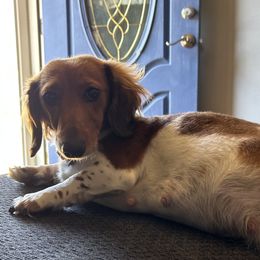 Dachshunds from Lizzie’s Doxies