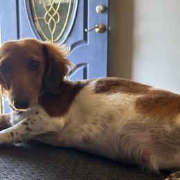 Dachshunds from Lizzie’s Doxies