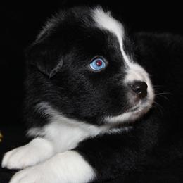 Australian Shepherd and Miniature Schnauzer Puppies from RM Aussies and Miniature Schnauzers