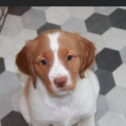 Brittany Puppies from Tail'Z End Kennels