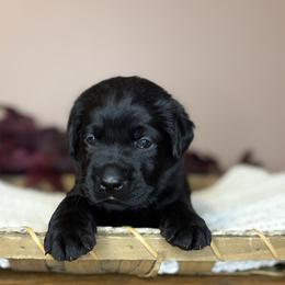 Stone - Black male Labrador Retriever puppy in Rocky Top, Tennessee from Rocky Top Retrievers