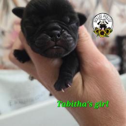 Dark girl - Black female Pug puppy in Keysville, Georgia from Rollee Pollee Pugs