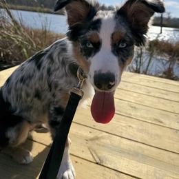 Australian Shepherd All Grown Up from Flowertown Aussies