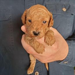 Buddy Boy - Small Mini Poodle - Apricot male Poodle puppy in Falcon, Missouri from Cedar House Heritage Poodles | AKC Toy & Miniature Poodle Puppies Raised in Home