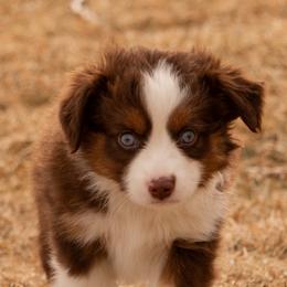 Miniature American Shepherd and Miniature Australian Shepherd Puppies from Bellewynd Acres