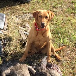 Nelli - Labrador Retriever
