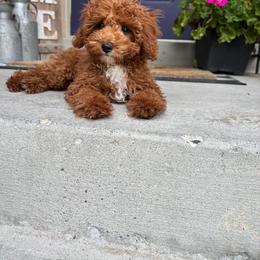 Cavapoo puppies from Gypsi Doodles & Poodles LLC.