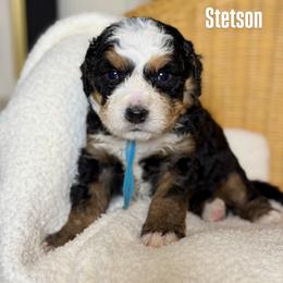 Stetson - Tri-color male Bernedoodle puppy in Syracuse, Utah from Redrockbernedoodles