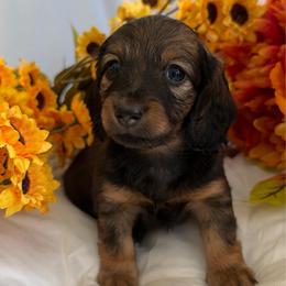 Ida - Cream female Dachshund puppy in Loganville, Georgia from Royal Dackel Haus