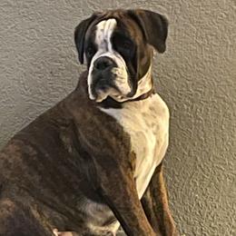 Trouble - Boxer