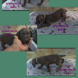 Boy 8 - Liver roan male German Shorthaired Pointer puppy in Dahlonega, Georgia from Pointer Mountain Bird Dogs