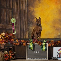 German Pinscher All Grown Up from RiverRAT Barn Hunt