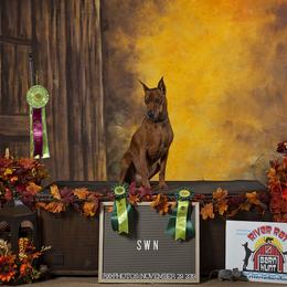 German Pinscher All Grown Up from RiverRAT Barn Hunt