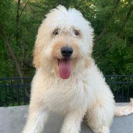 Bernedoodles, Goldendoodles, and Poodles from Dey Hill Doodles