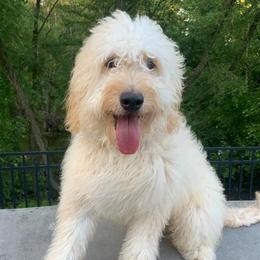 Bernedoodles, Goldendoodles, and Poodles from Dey Hill Doodles