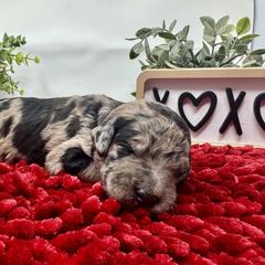 Double Doodle and Goldendoodle Puppies from Sturgeon River Doodles