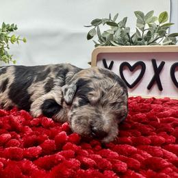 Double Doodle and Goldendoodle Puppies from Sturgeon River Doodles